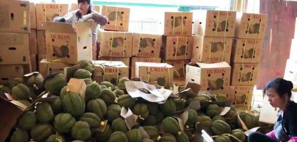 泰国甲伦榴莲介绍及图片