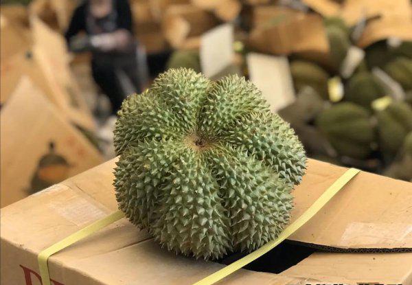 泰国甲伦榴莲介绍及图片