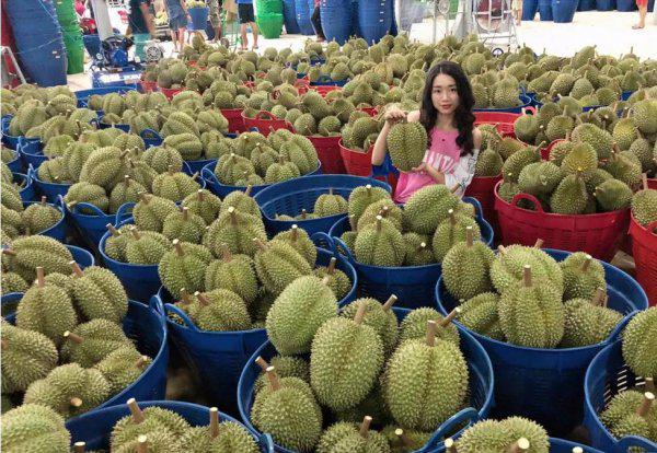 泰国甲伦榴莲介绍及图片