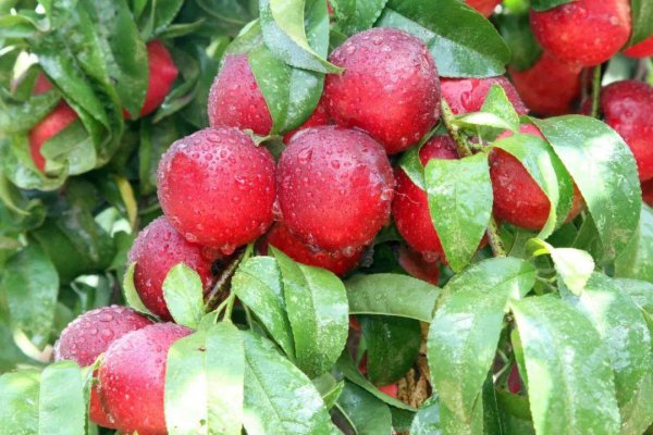 油桃季节是几月份