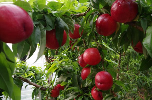 油桃季节是几月份