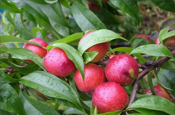 油桃季节是几月份