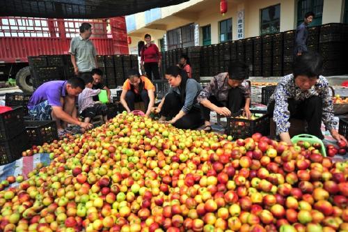 油桃季节是几月份