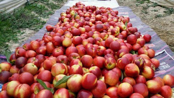 油桃季节是几月份