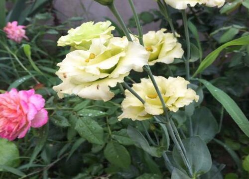 桔梗花对猫咪有毒吗