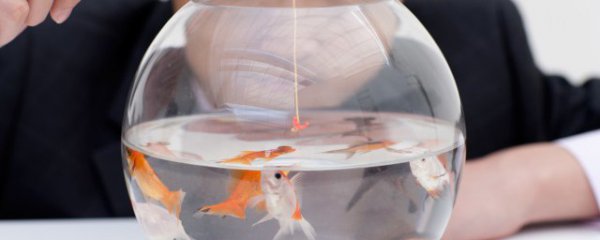 鹦鹉鱼缸多久加盐合适