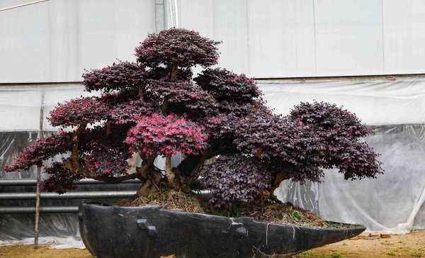 中秋除了送月饼还能送什么给客户