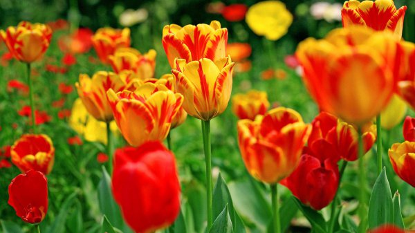 白羊男不想继续的表现