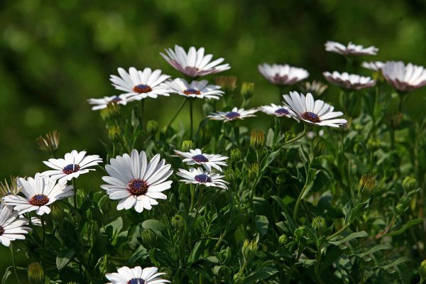 白羊男不想继续的表现