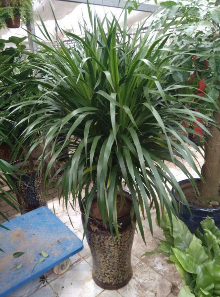 什么树长得快又高大又茂盛