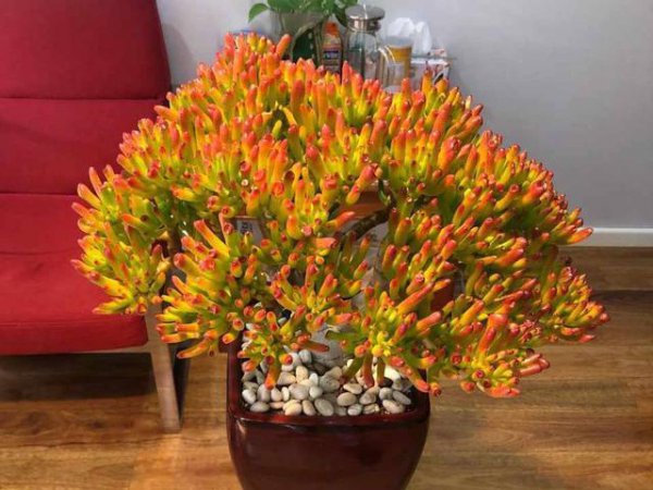 什么树长得快又高大又茂盛