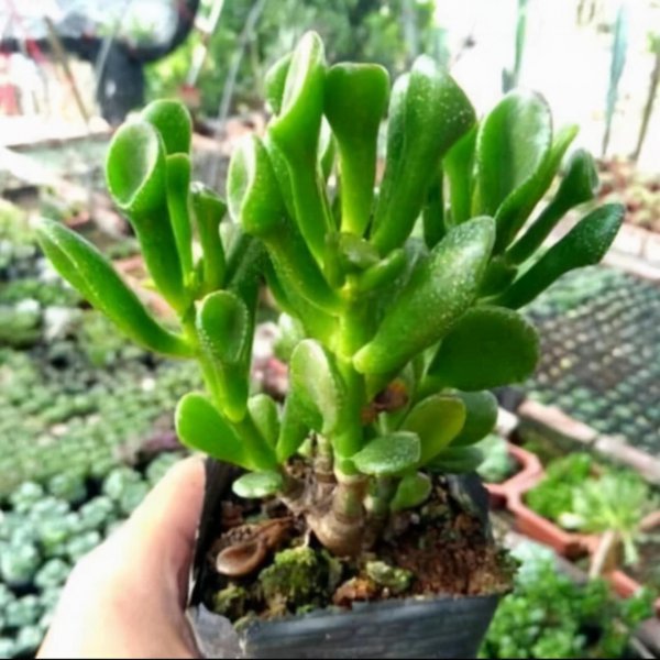 什么树长得快又高大又茂盛