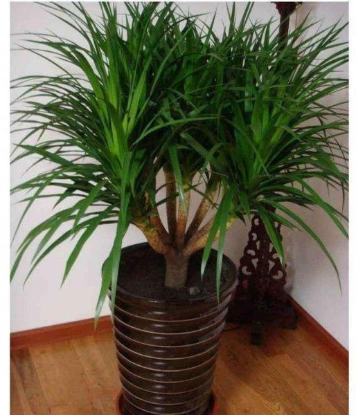 什么树长得快又高大又茂盛