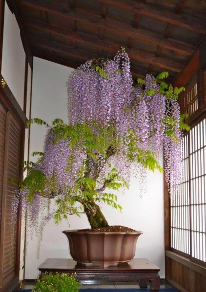 什么树长得快又高大又茂盛