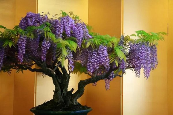 什么树长得快又高大又茂盛