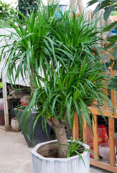 什么树长得快又高大又茂盛