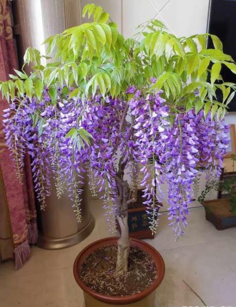 什么树长得快又高大又茂盛