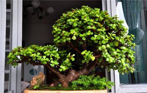 什么树长得快又高大又茂盛