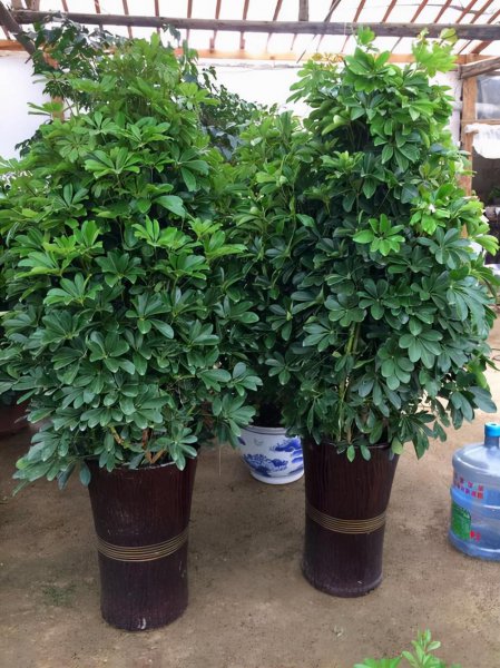 什么树长得快又高大又茂盛