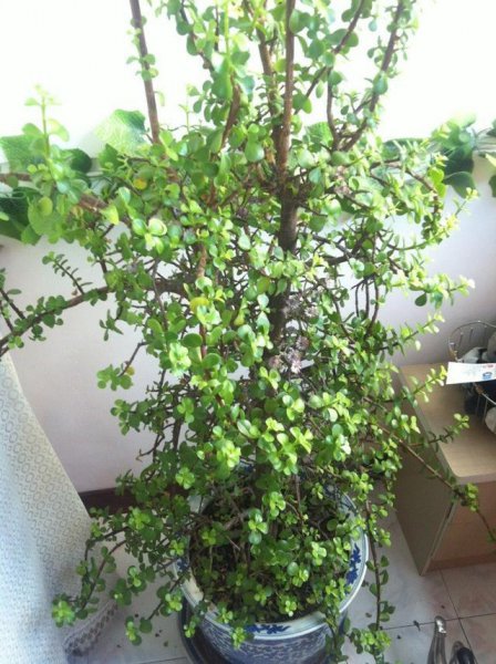 什么树长得快又高大又茂盛