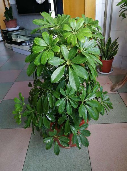 什么树长得快又高大又茂盛