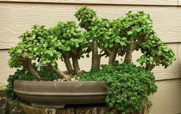 什么树长得快又高大又茂盛