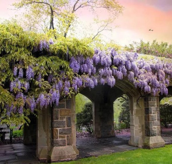 什么树长得快又高大又茂盛