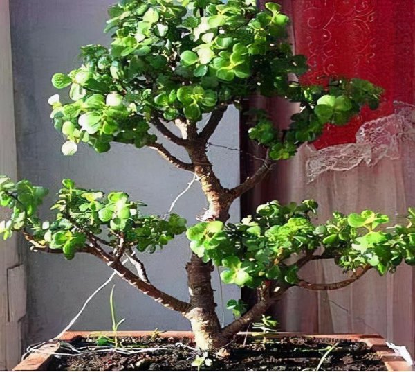 什么树长得快又高大又茂盛