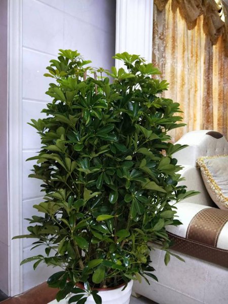 什么树长得快又高大又茂盛