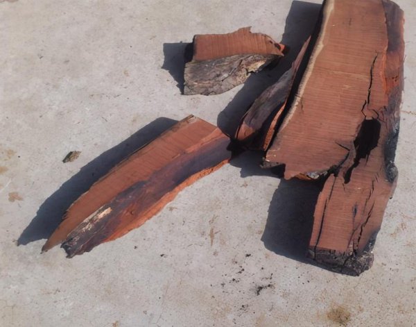 雷击木的功效与作用