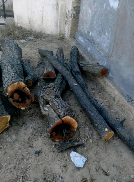 雷击木的功效与作用