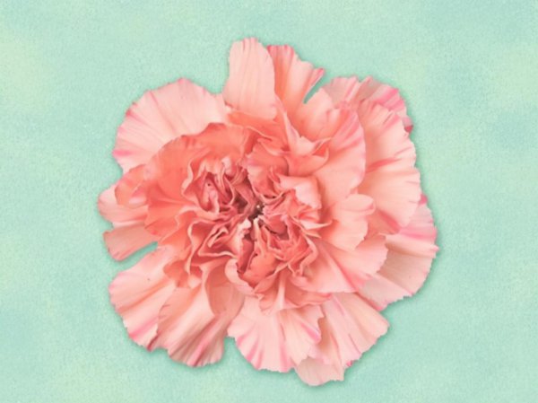 摩羯座的爱情是怎样的