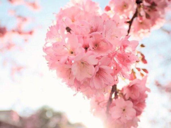 摩羯座的爱情是怎样的