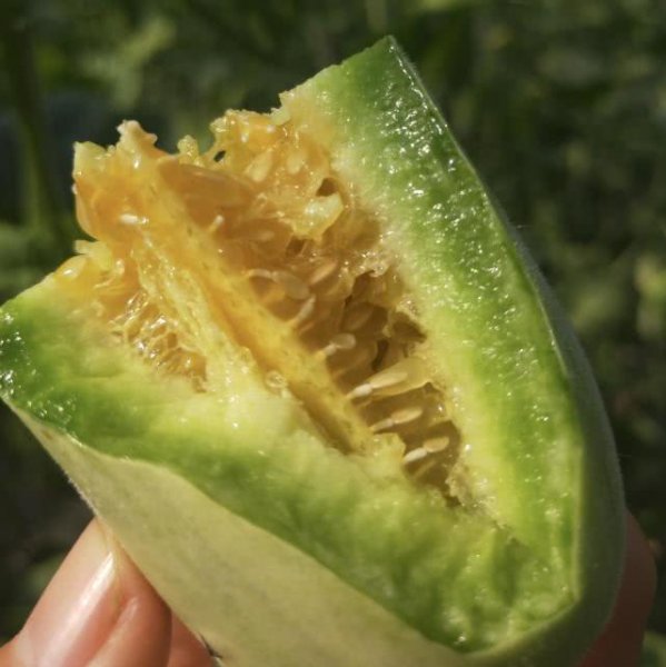 羊角蜜什么季节吃最好