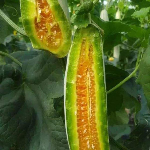 羊角蜜什么季节吃最好