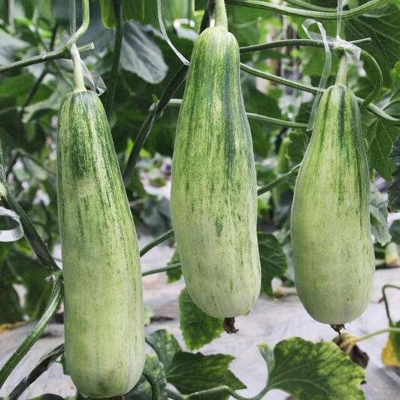 羊角蜜什么季节吃最好