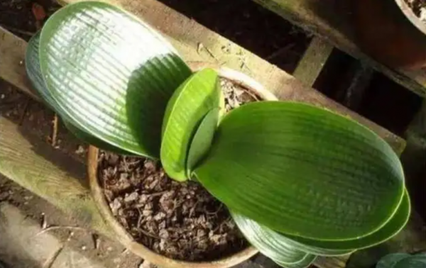 君子兰晒太阳好还是不晒好