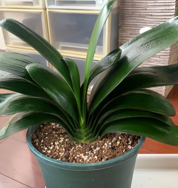 君子兰晒太阳好还是不晒好