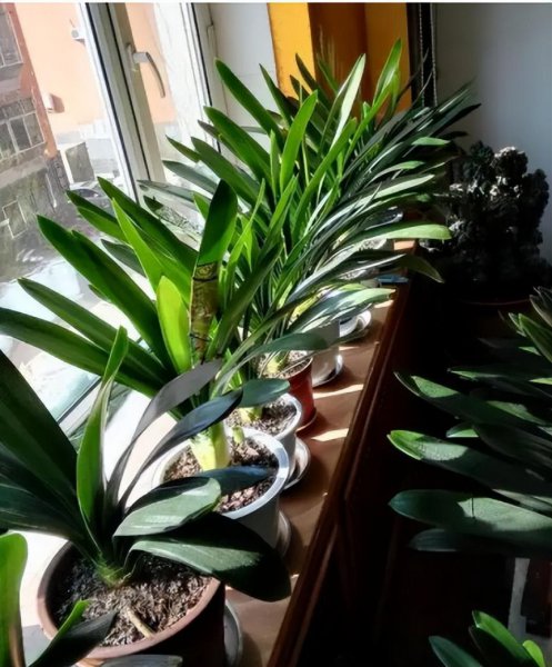 君子兰晒太阳好还是不晒好