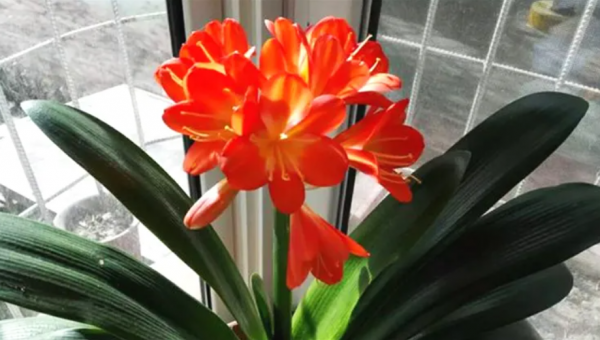 君子兰晒太阳好还是不晒好