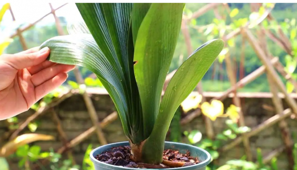 君子兰晒太阳好还是不晒好