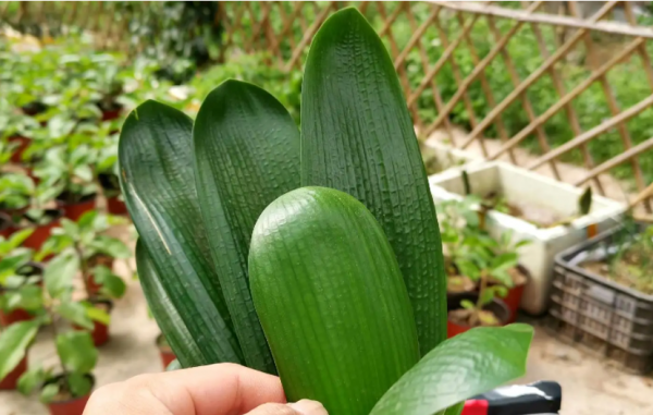 君子兰晒太阳好还是不晒好