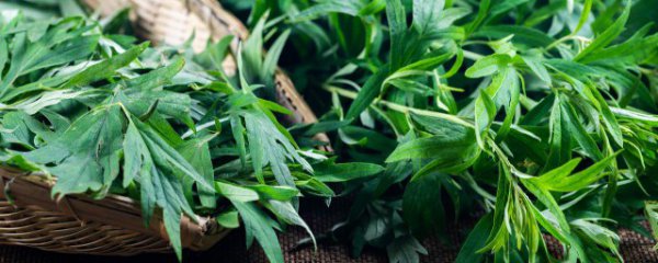 春天的艾叶可以吃吗
