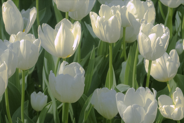 敢做大事业的星座女