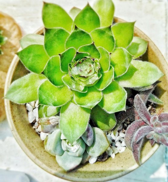 网购多肉带土直接上盆可以吗