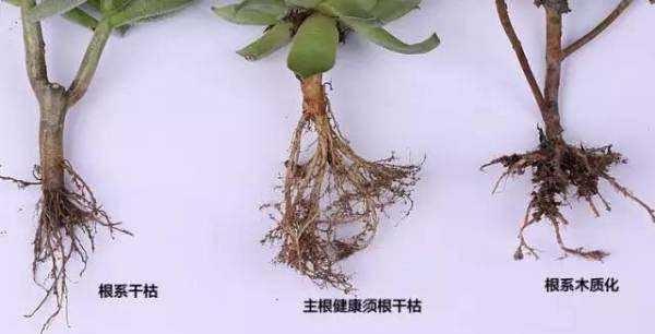 网购多肉带土直接上盆可以吗