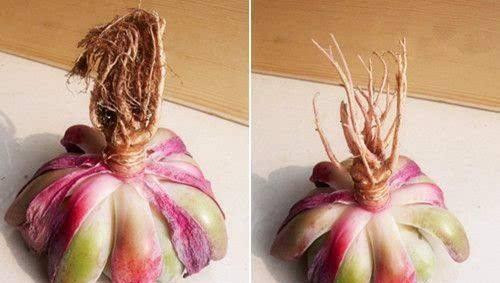 网购多肉带土直接上盆可以吗