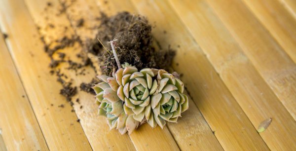 网购多肉带土直接上盆可以吗