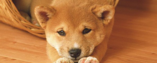 狗笼怎么挑尺寸