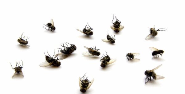 灯光下的小飞虫怎么消灭